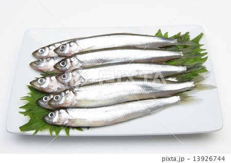 わかさぎ 13926744