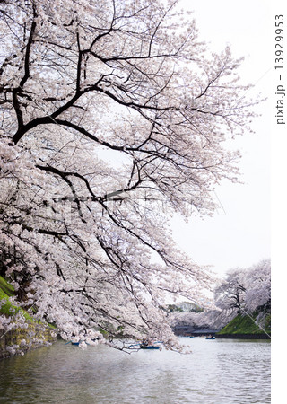 桜 桜 13929953