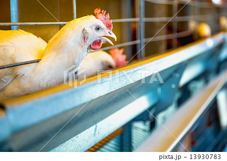 Chicken in farm incubator or coop 13930783