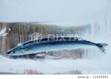 氷の中の魚 13930983