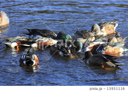ハシビロガモ 13931116
