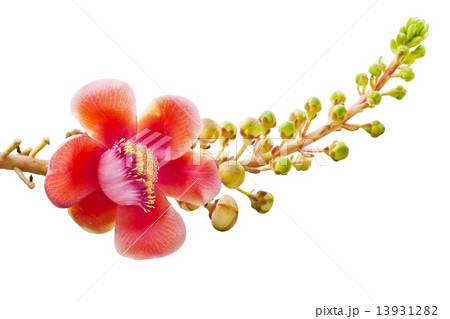 Flower, Cannon Ball Tree Flower, Cannon Ball Tree 13931282