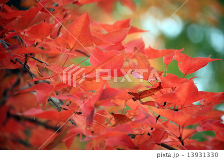 モミジバフウの紅葉 13931330