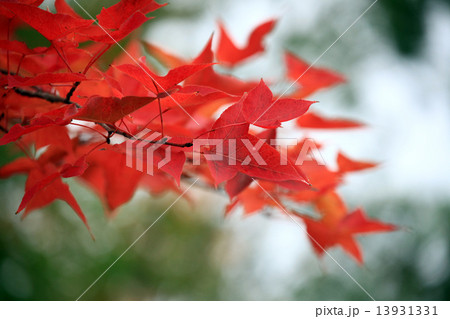 モミジバフウの紅葉 13931331