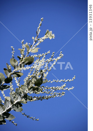 パールアカシア 13931346