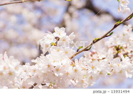 桜と青空 桜と青空 13931494
