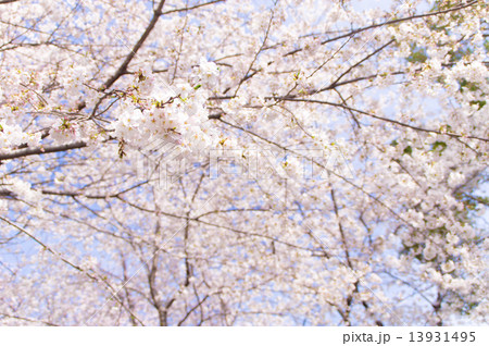 桜と青空 13931495