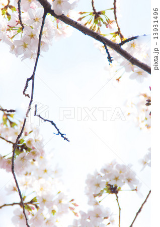 桜と青空 桜と青空 13931496