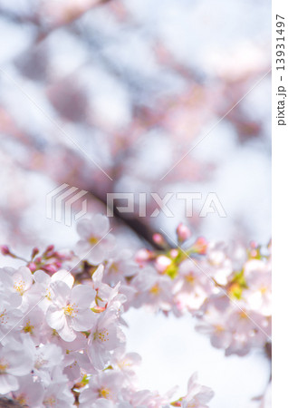 桜と青空 桜と青空 13931497
