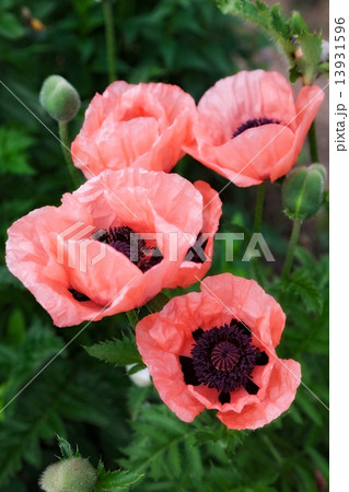 flower 13931596