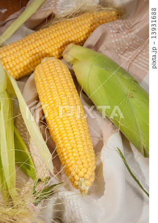 corn corn 13931688