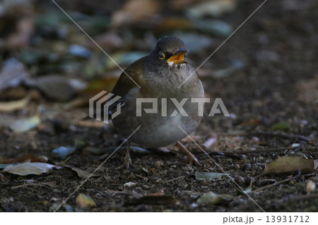 シロハラ 13931712