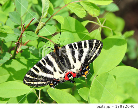 ギフチョウ 13932040