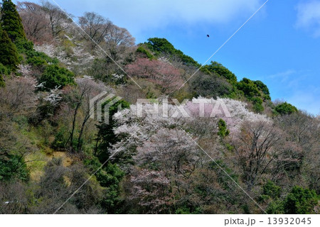 桜咲く頃 13932045