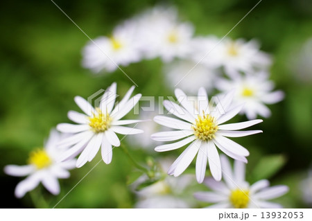 ノコンギク ノコンギク 13932053