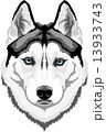 Siberian Husky 13933743