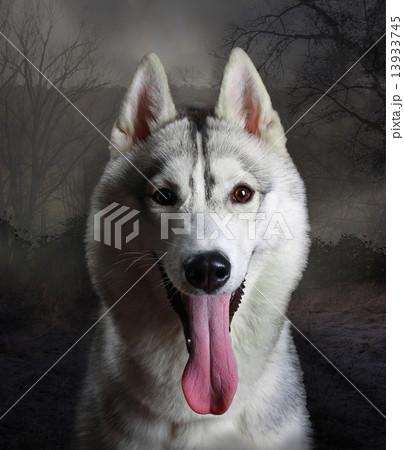 Husky or wolf in twilight forest Husky or wolf in twilight forest 13933745