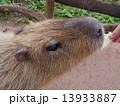 Capybara to eat bait 13933887