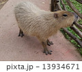 Capybara 13934671