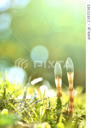 春のきらめく光とツクシ 春のきらめく光とツクシ 13935365