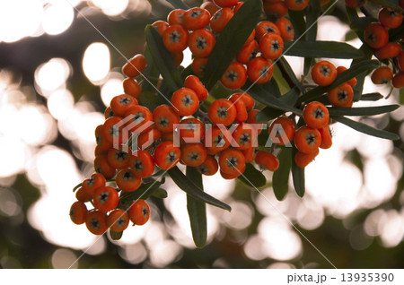 Pyracantha Pyracantha 13935390