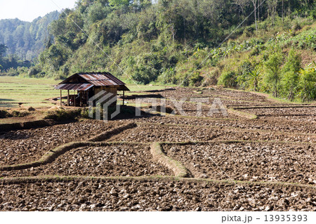 paddy-field ridge,Traditional farming paddy-field ridge,Traditional farming 13935393