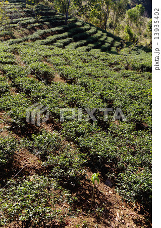 Tea Plantation Tea Plantation 13935402