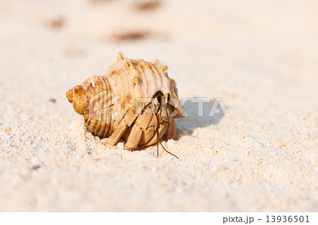 Hermit crab at beach 13936501