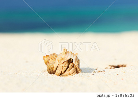 Hermit crab at beach 13936503