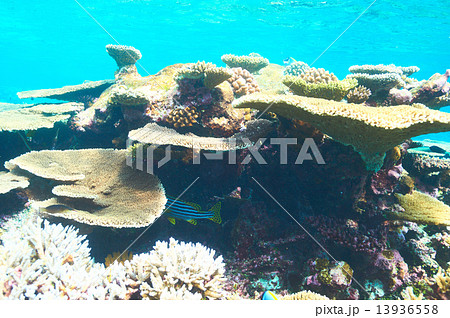 Coral reef at Maldives Coral reef at Maldives 13936558