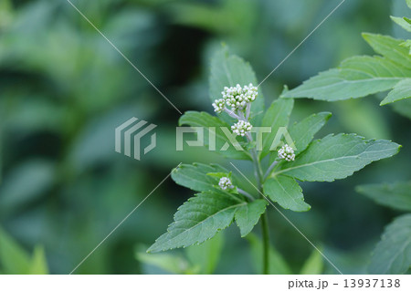 フジバカマの花の蕾 フジバカマの花の蕾 13937138
