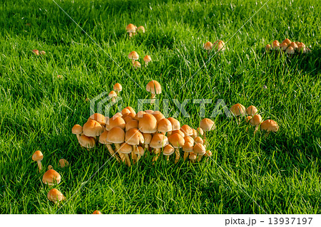 Mushrooms on a lawn 13937197