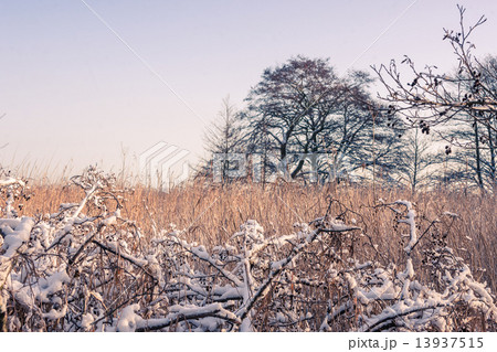 Winter landscape with a tree 13937515