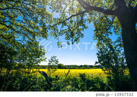 Forest clearing Forest clearing 13937532