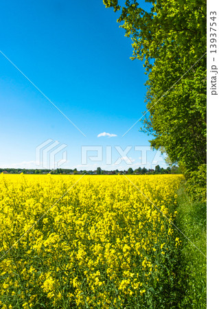 Rapeseed field Rapeseed field 13937543
