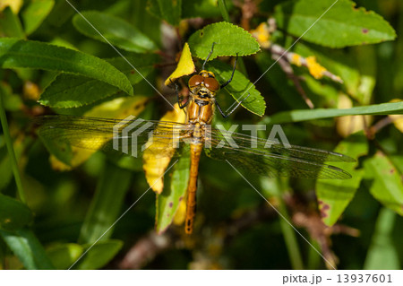 Yellow damselfly 13937601