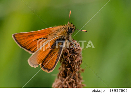 Venata moth 13937605