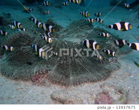 トウアカクマノミの面白い大群 13937675