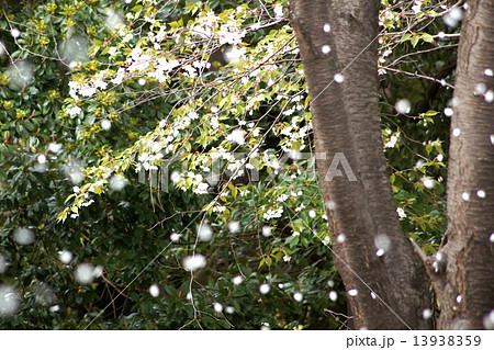 散りゆく桜（桜吹雪） 13938359