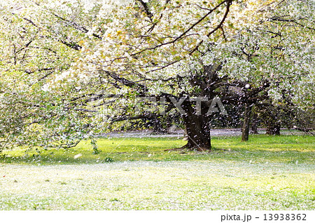 散りゆく桜（桜吹雪） 13938362