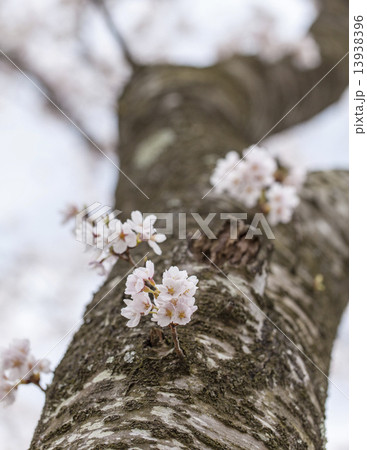 桜 13938396