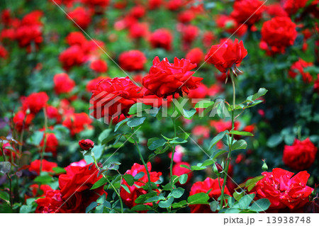 赤いバラ　 13938748