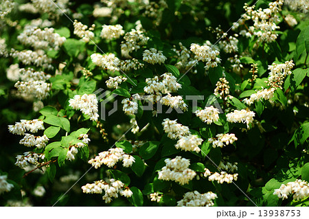 ウツギの花 ウツギの花 13938753