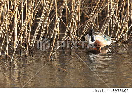 ハシビロガモ 13938802