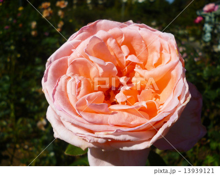 バラ 13939121
