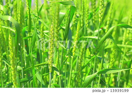 ライ麦の畑の実 13939199