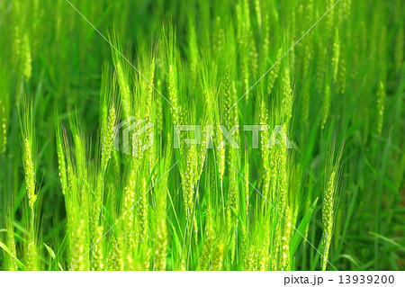 小麦の畑の実 13939200