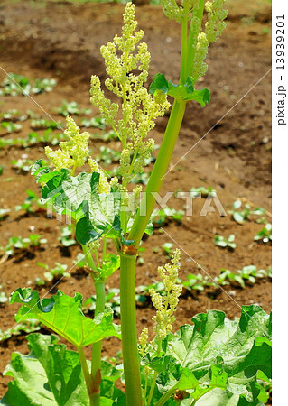 ルバーブの白い花 13939201