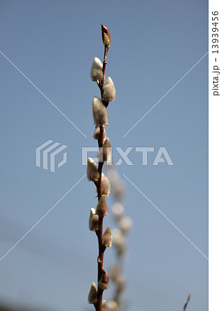 ネコヤナギ 13939456