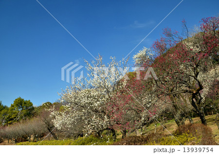 咲き初めの梅林 13939754